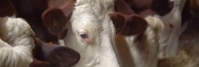 Voyons Voir - Jeudi 26 janvier