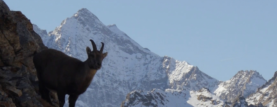 BOUQUETIN - Lundi 20 février