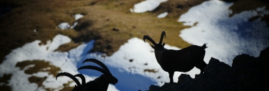 BOUQUETIN - Mercredi 1er mars