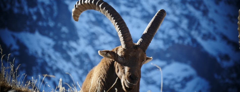 BOUQUETIN - Mercredi 1er mars