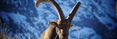 BOUQUETIN - Dimanche 5 mars