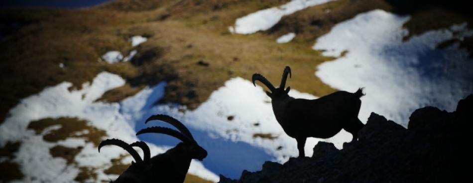 BOUQUETIN - Dimanche 26 mars