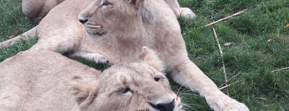 Voyons Voir - Jeudi 19 octobre à 20h45