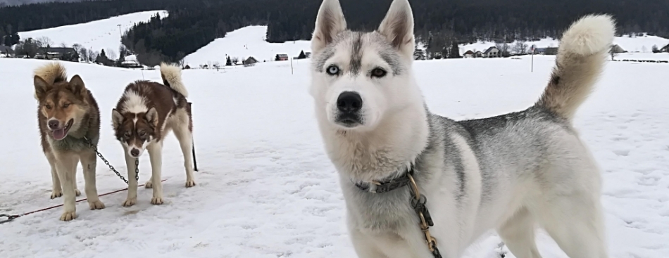 Alpes Is Here - Samedi 10 mars à 11h et 16h30