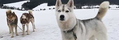 Alpes Is Here - Samedi 10 mars à 11h et 16h30