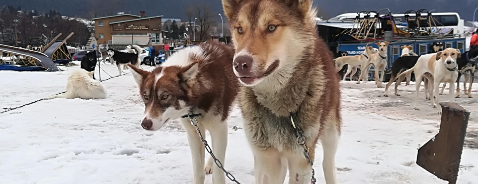 Alpes Is Here - Samedi 10 mars à 11h et 16h30