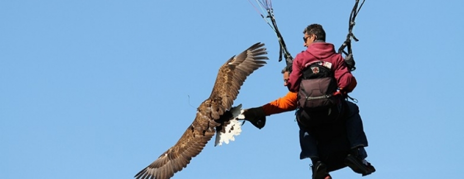 L'homme qui apprenait à voler aux oiseaux