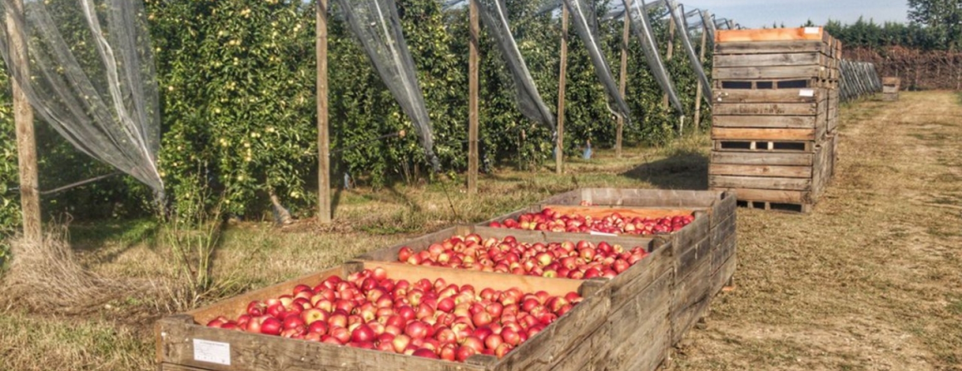 Un Voyons Voir consacré à la production fruitière !