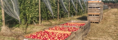 Un Voyons Voir consacré à la production fruitière !