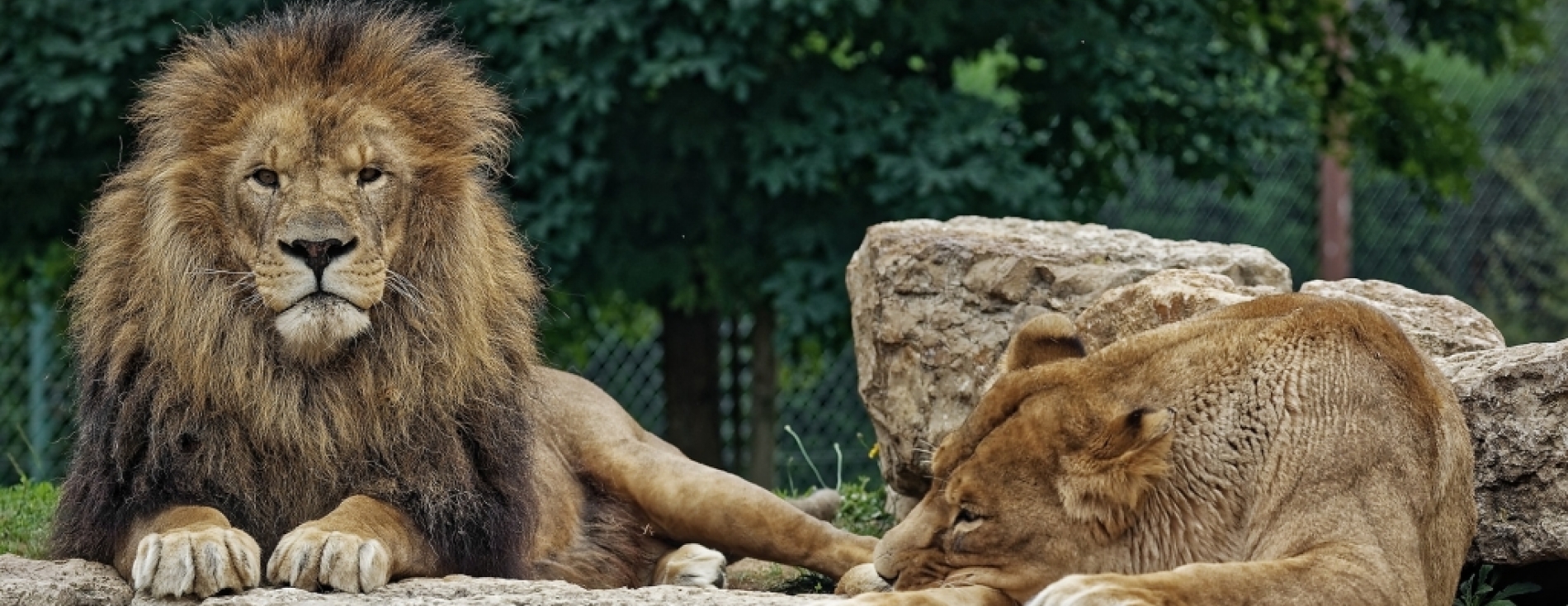Lâchez les fauves et partez jouer dans Si On Parlait ! 5/04