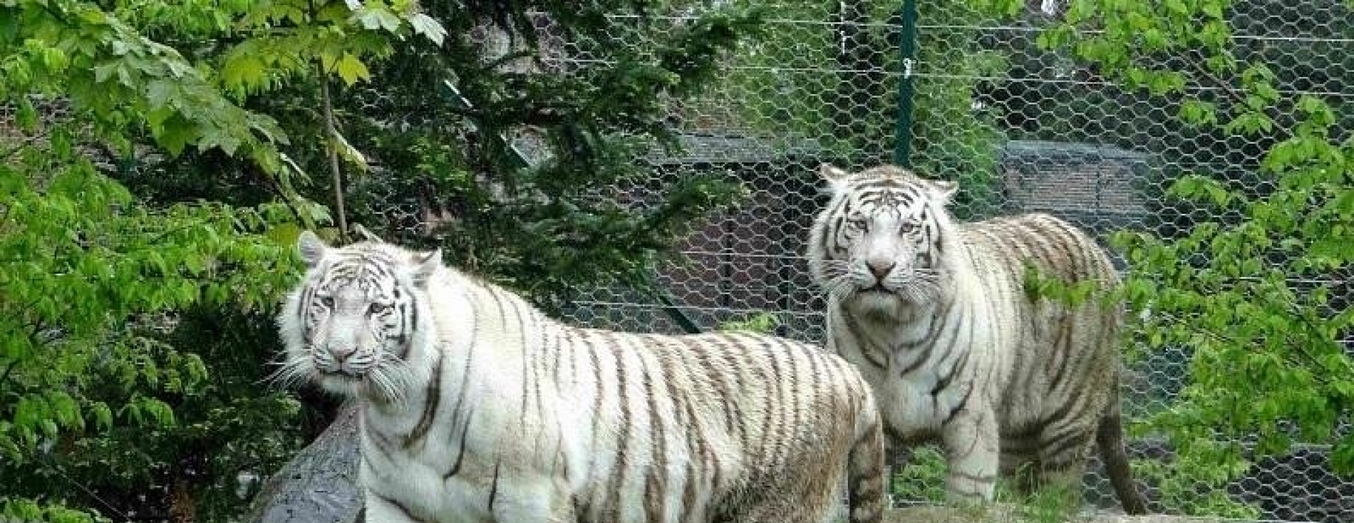 Lâchez les fauves et partez jouer dans Si On Parlait ! 5/04