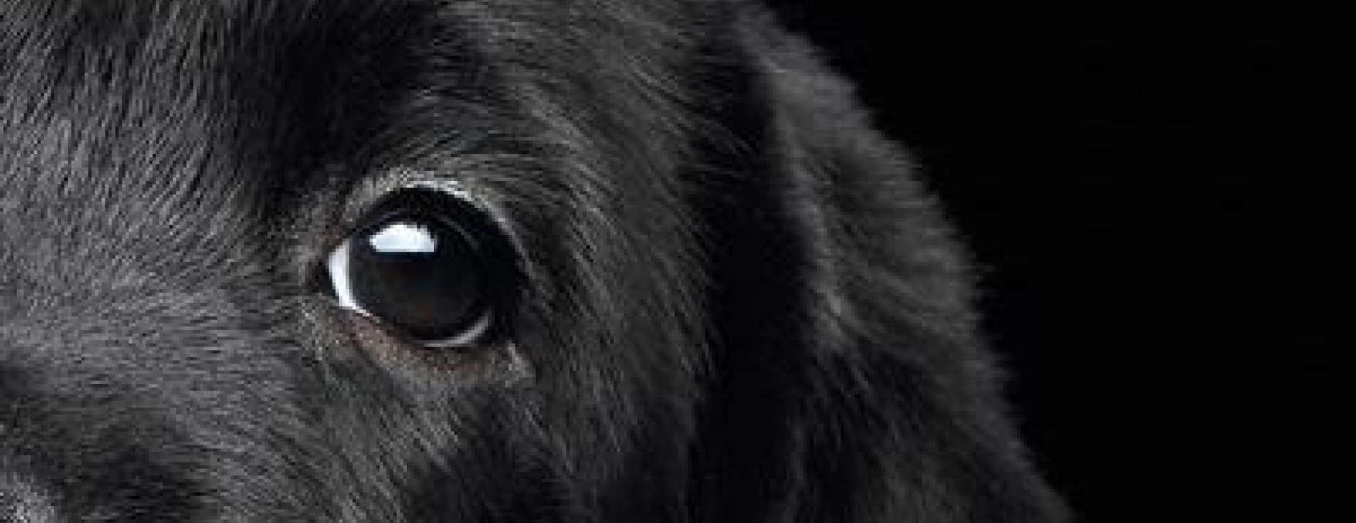 Face aux animaux dans Si On Parlait - Mardi 17 mai