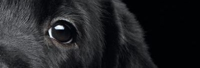 Face aux animaux dans Si On Parlait - Mardi 17 mai