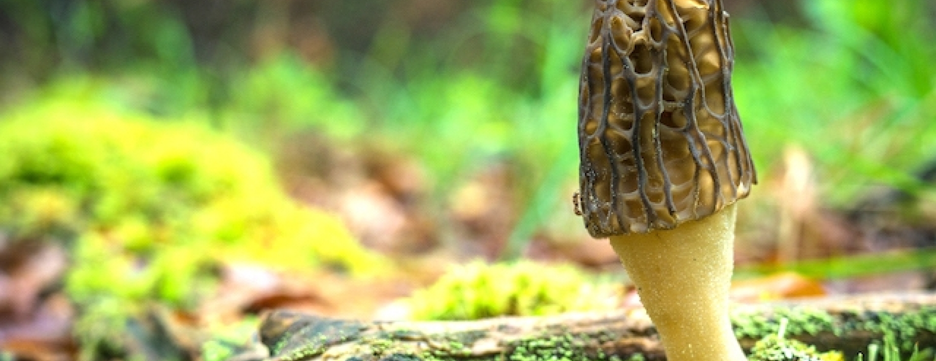 Le champignon : un témoin du climat - Si On Parlait