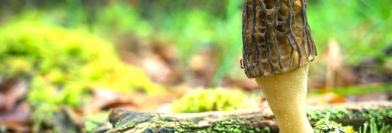 Le champignon : un témoin du climat - Si On Parlait