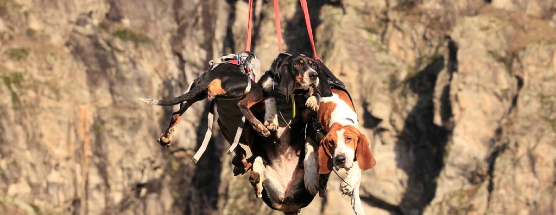 1ère mondiale pour secourir les animaux, Si On Parlait du 18/01/2023