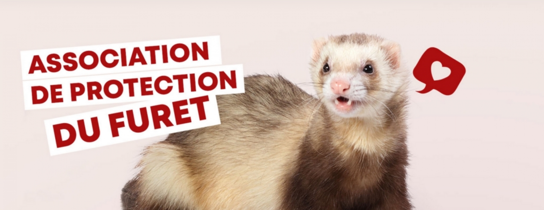 Au secours… des furets ! mercredi à 20h15 dans Si On Parlait