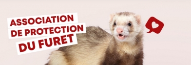 Au secours… des furets ! mercredi à 20h15 dans Si On Parlait