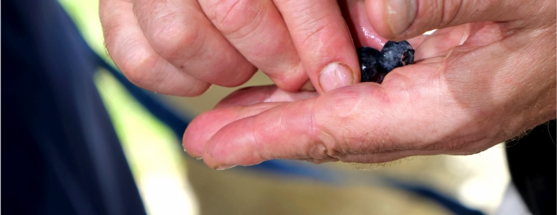 Le clafoutis aux Myrtilles dans "38 à Table" !