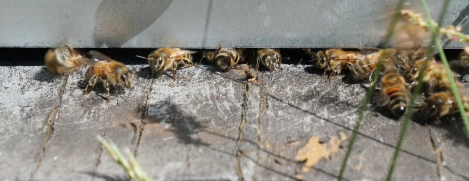 Loi Duplomb : retour des néonicotinoïdes "tueurs d'abeilles" ?