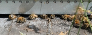 Loi Dupond : retour des néonicotinoïdes "tueurs d'abeilles" ?