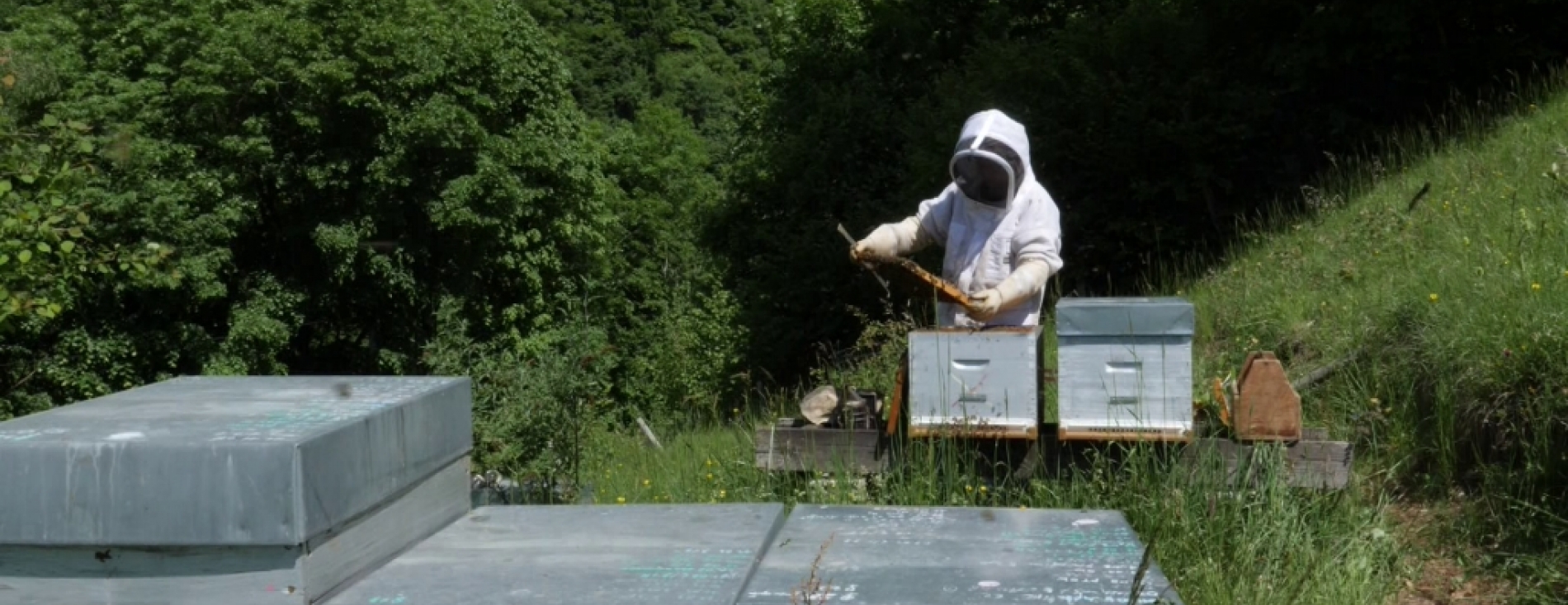 Loi Duplomb : retour des néonicotinoïdes "tueurs d'abeilles" ?