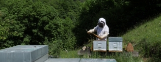 Loi Dupond : retour des néonicotinoïdes "tueurs d'abeilles" ?